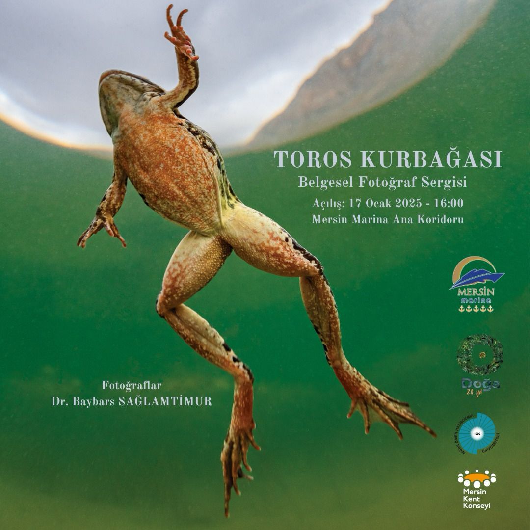 Toros Kurbağası
